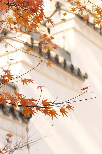 maple, nature, beautiful Wallpaper, autumn, leaves, tree, branches, foliage, fall, red Leaves, autumn Leaves