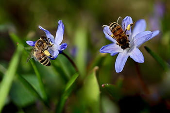bees, honey Bees, pollinate, pollination, collect Pollen, bluebell, proud Of The Snow, blue Star, scilla Luciliae, insects, pollen
