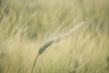 field, free Background, beautiful Nature, beautiful Wallpaper, cultivation, grain, organic, desktop Backgrounds, minimalist, hd Wallpaper, texture