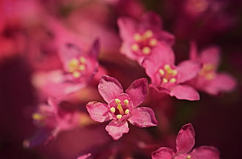 flower, pistil, stamen, petal, branch, flower Wallpaper, beautiful Flowers, tree, flower Background, blossom, springtime