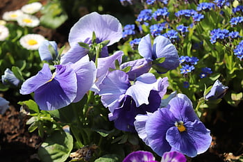 pansy, 400–500, viola, violet Plant, violet, flower Background, beautiful Flowers, flower, blossom, bloom, nature
