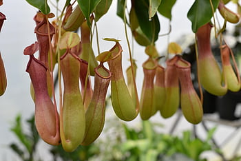 pitcher Plant, nepenthes Alata, carnivorous Plant, houseplants, pitcher, cup, carnivore, carnivorous, tropical, plant, exotic