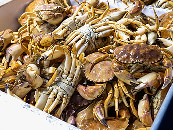 brown and white crabs, fresh crabs, Dungeness crabs, seafood market, market freshness, crate of crabs, close-up crabs, abundant crabs, seafood richness, fresh seafood, market crabs