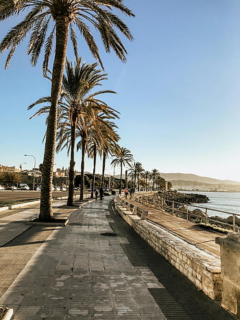 coconut trees, ocean, coastal walk, palm trees, clear blue sky, tourism, scenic view, seaside, tropical, beachside, promenade