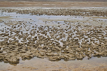 bay, coast, low Tide, mont Saint Michel, beach, sand, sea, nature, world Heritage, island, landscape