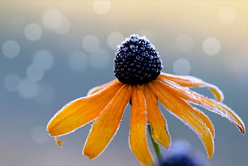 černooký susan, květ, květinové pozadí, mráz, květinové tapety, žlutý květ, flóra, podzim, Příroda, krásné květiny, rudbeckia
