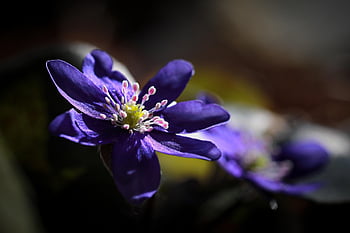 flower, hepatica, bloom, beautiful Flowers, blossom, botany, plant, petals, growth, flower Wallpaper, nature