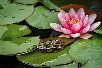 žlutá leknín, leknín, žába, nuphar lutea, lekníny, obojživelník, rybník, zvíře, Příroda, volně žijících živočichů, mokřadů