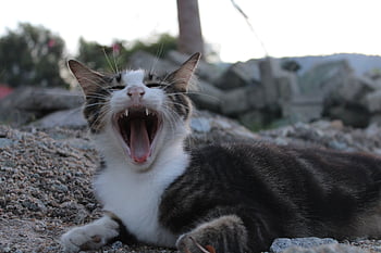 Tier, Katze, Haustier, süß, jung, Mund, Gähnen, katzenartig, müde, Säugetier, schläfrig