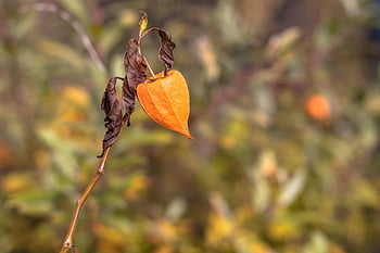 třešeň močového měchýře, semen pod, podzim, pomeranč, physalis, semínko, větev, rostlina, Příroda, bokeh, detailní