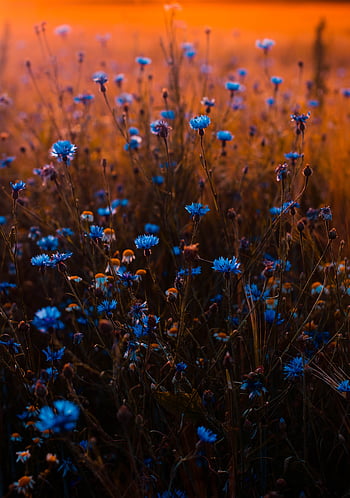 obiektyw z funkcją zmiany nachylenia, Sunset Lit Field, żywy niebieski, spokojna scena naturalna, ciepły zachód słońca, fotografia kwiatowa, fotografia przyrodnicza, scena plenerowa, Niebieskie kwiaty, kwiaty polne
