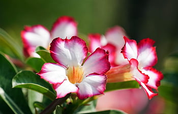 adenium obesums, 아름다운 꽃들, 꽃 벽지, 꽃 배경, 꽃들, 아데늄, 정원, 꽃잎, 아데늄 꽃잎, 꽃, 플로라