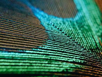 macro photography, peacock feather, iridescent green, iridescent blue, vibrant colors, close-up image, detailed texture, nature photography, bird feather, artistic macro, peacock patterns