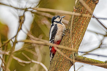 animal, nature, bird, woodpecker, great Spotted Woodpecker, feathered, beak, plumage, tree, outdoors, ornithology