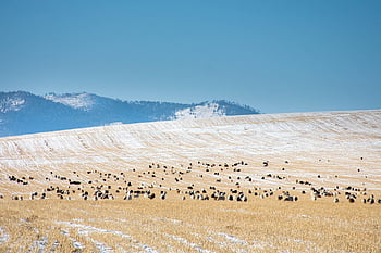 herd, sheep, field Of Crops, grains