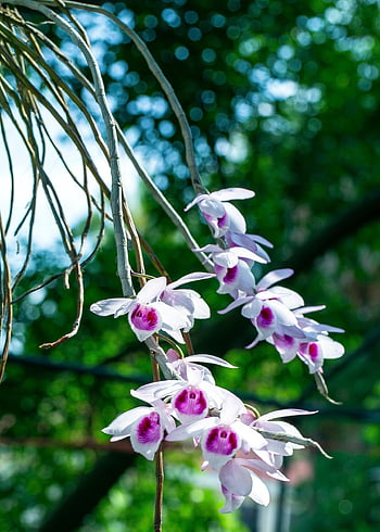 orchids, living In The Rainforest, parasitic, beautiful Flowers, colorful, fragrant, are Loved
