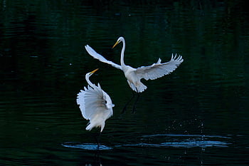 common Heron, birds, egret, wings, wild, heron, animal, nature