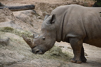 nosorožec, divoké zvíře, zoologie, savec, Houston zoo, Houston, texas, volně žijících živočichů, Příroda, zvíře, Fotografie zvířat zdarma