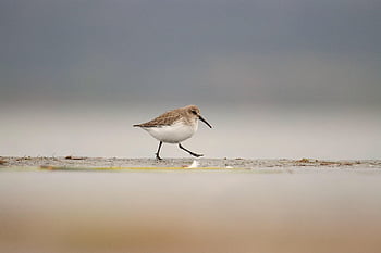 dunlin, bird, nature, animal, avian, lake, wildlife, wild Animal, wildlife Photography, waterbird, birdwatching
