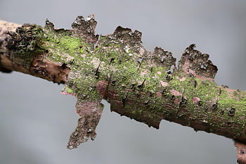 ramo, abbaiare, tessere, asciutto, legna, sbucciare, distacco, natura
