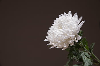 chrysanthemum, white Chrysanthemum, wreath, incense, memorial, funeral, mourning