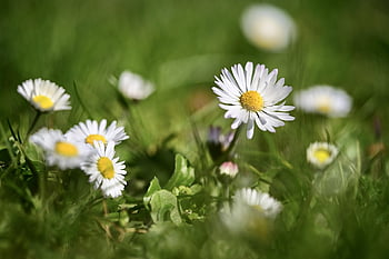 margarita, prado de flores, hierba, primavera, naturaleza, jardín, verano, tarjeta de felicitación, tarjeta de cumpleaños, mapa