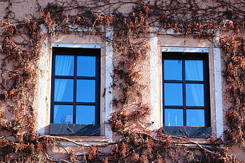 Casa, finestre, facciata, edera, finestre reticolari, costruzione, architettura
