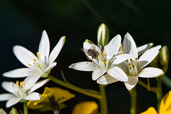 fly, flower Background, insect, star Of Bethlehem, flowers, flower Wallpaper, beautiful Flowers, white Flowers, plant, garden, nature