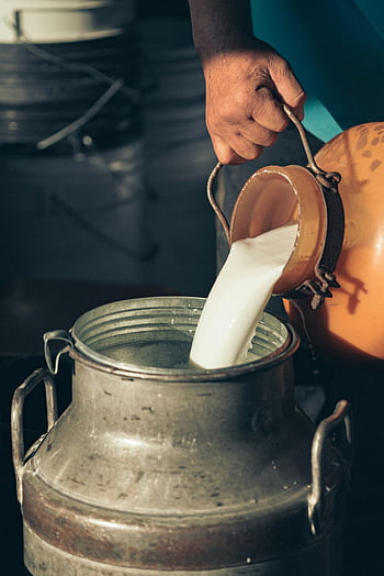 milk, pouring, stainless steel container, white liquid, close-up, hand, dairy, container, liquid transfer, industrial, milk can