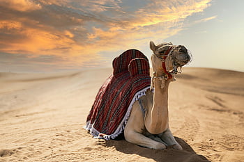 camel, desert, traditional blankets, Dubai desert, vibrant sunset, resting camel, sand dunes, Middle East, wildlife photography, nature scene, travel photography
