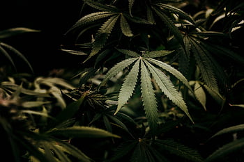 plant, garden, hemp, weed, leaves, foliage, flora, nature, closeup, cannabis