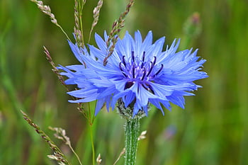 maismel, blomst, anlegg, blå blomst, petals, felt, sommer, natur