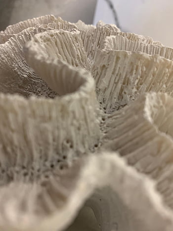 scoici, decor, marin, material, solid