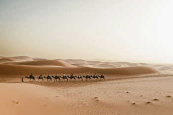 camel caravan, Merzouga dunes, Sahara Desert, Morocco, desert journey, picturesque journey, sand dunes, camel trekking, desert landscape, North Africa, travel adventure