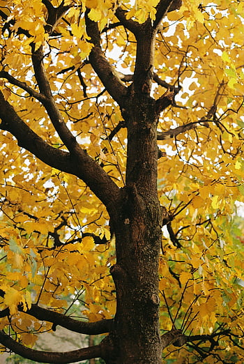 gelbe Blätter, Herbst Baum, leuchtendes gelb, Herbstblätter, Äste, Nahaufnahme, Herbstlaub, saisonale Veränderung, Naturfotografie, gelbes Laub, Herbstsaison