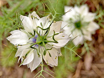 virgin-in-the-green, flori frumoase, floare, plantă, floare tapet, nigella damascena, floare albă, fundal de floare, flori de stele, Stampila, petale