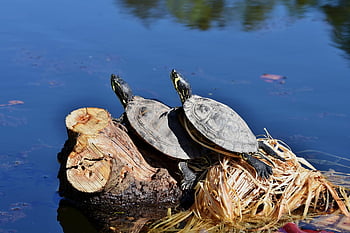 turtles, reptile, tortoise Shell, water Turtle, water, pond, tree Trunk, sunbathing, armored, animal, nature