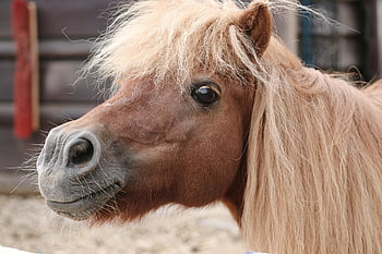 kůň, poník, Příroda, hlava, hříva, zblízka, kůň čenich, nozdra, koňská farma, jízda na koni, portrét