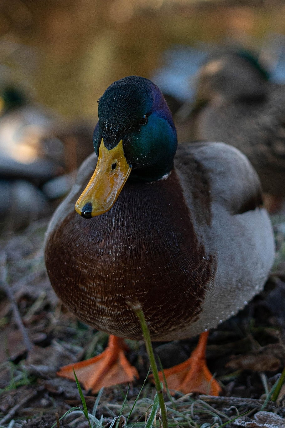 eend, wilde eend, vogel, dier, waterwild, watervogel, bek, gevederte, veren, dieren wereld, natuur