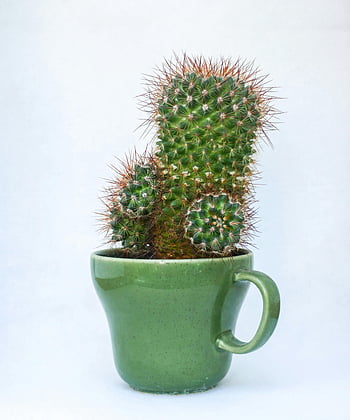 cactus, green cactus, ceramic cup, green ceramic cup, spiky texture, white background, close-up, indoor plant, small cactus, cactus in cup, green mug