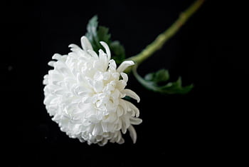 chrysanthemum, beautiful Flowers, flower Wallpaper, white, flower, nature, korean Funeral, flower Background, chrysanthemum Morifolium, close Up, white Flower