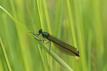 pruhovaná demoiselle, ženský, vážka, Příroda, ochrany druhů, hmyz, létající hmyz, zblízka, makro, třpytivé, typy forem