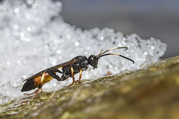 ichneumon osa, mouchy, pozadí, izolovaný, Příroda, létat, hmyz, vystříhnout, šedé pozadí, studio, kámen