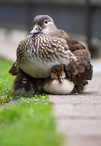 duck, mother, ducklings, protecting, chicks, birds, waterfowls, water Birds, aquatic Birds, animals, feathers