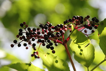 bezinky, ovoce, Příroda, sambucus, zblízka