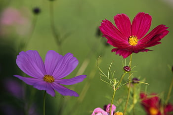 cosmos Flowers, flowers, plant, bloom, blossom, flower Wallpaper, nature, garden, beautiful Flowers, flora, petals