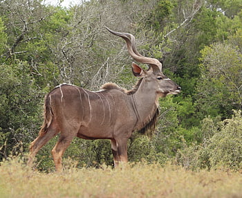 antilopa, rohy, volně žijících živočichů, Nádherný Kudu Bull, mužské kudu, kudu, Příroda, Afrika, safari