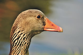 ガチョウ、 グレイラググース、 鳥、 自然、 家禽、 水鳥、 くちばし、 頭、 雁、 ガチョウビル、 野鳥