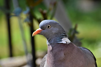 pták, holub, holubice, Příroda, ornitologie, druh, fauna, zvíře, zobák, volně žijících živočichů
