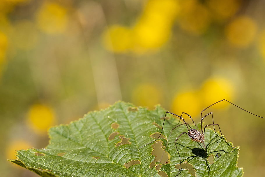 insect, spider, entomology, species, macro, close Up, nature, leaves, thin, shadow, green
